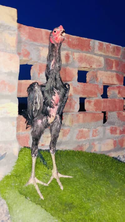 Black O Shamo Aseel pure black & long Hight