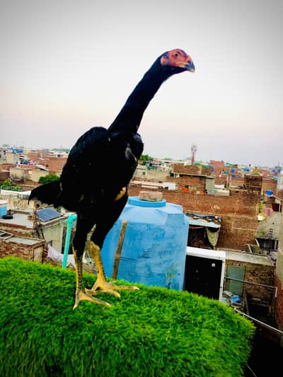 Black O Shamo Aseel pure black & long Hight