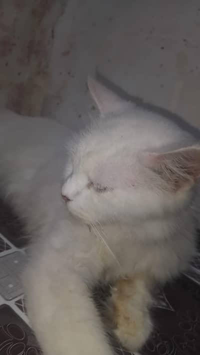 persian female cat