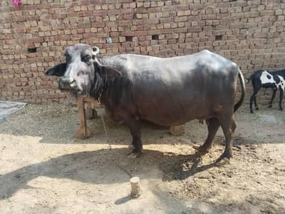 Buffalo