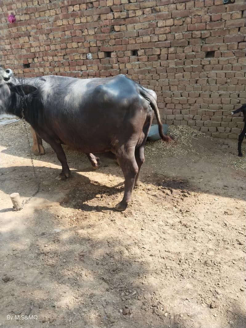 Buffalo 1