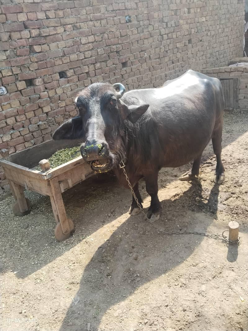 Buffalo 2