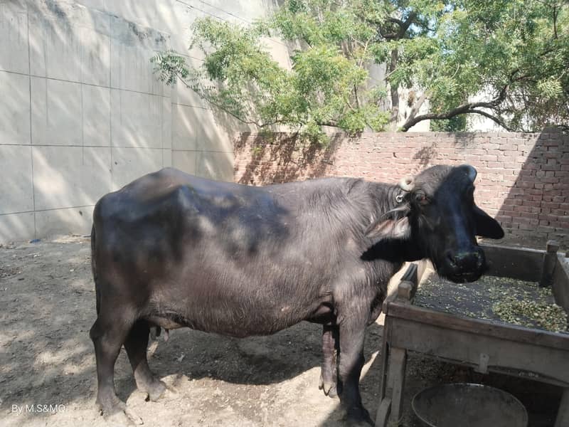 Buffalo 3