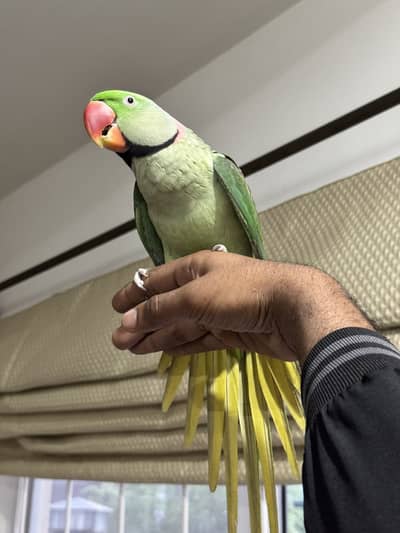  Male Alexandrine Parrot Available 