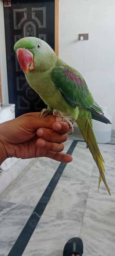Male raw hand tame+ talking
