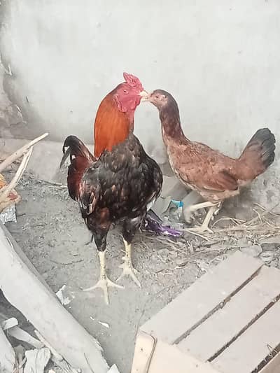 pair for sale