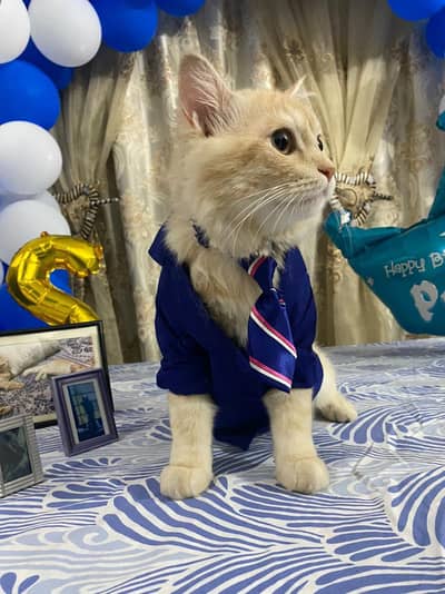 Persian cat for sale