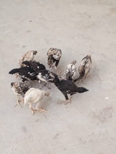 Aseel home breed