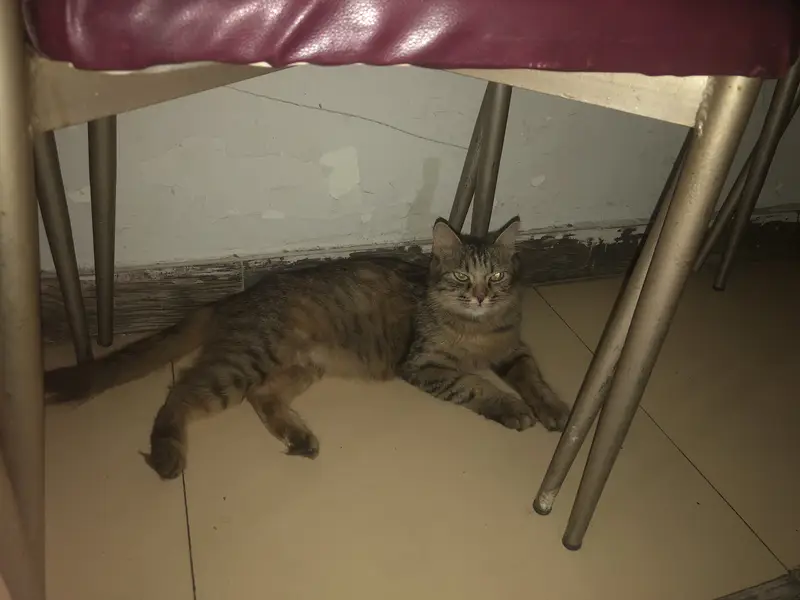 Persian cat with 3 babbies — photo 2