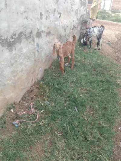 Goat for sale |bakri ky bachy for sale ak ke price
