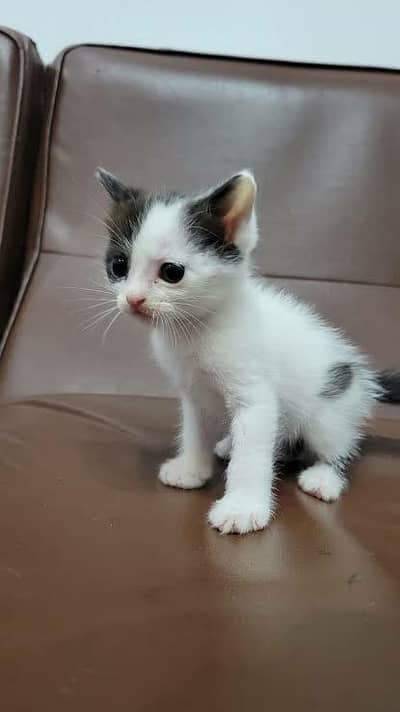 Full white kitten available