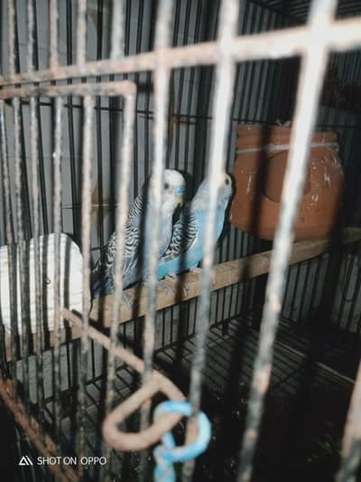 parrot for sale