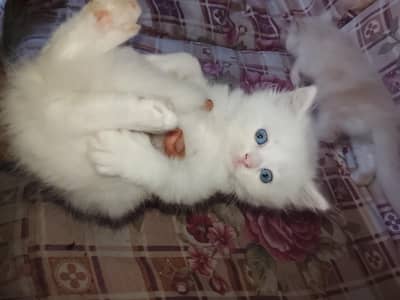 Persian kittens good health for sale