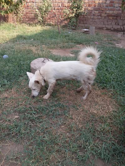 *Russian female dog for sale zero size