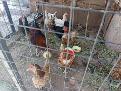 Desi hen and roaster