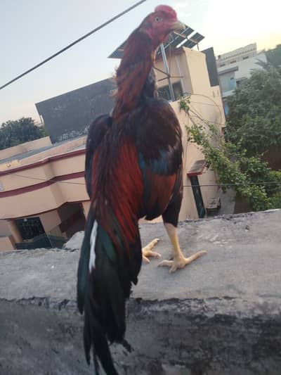 Aseel mainwali Murga red black sirf Murga for sale hy