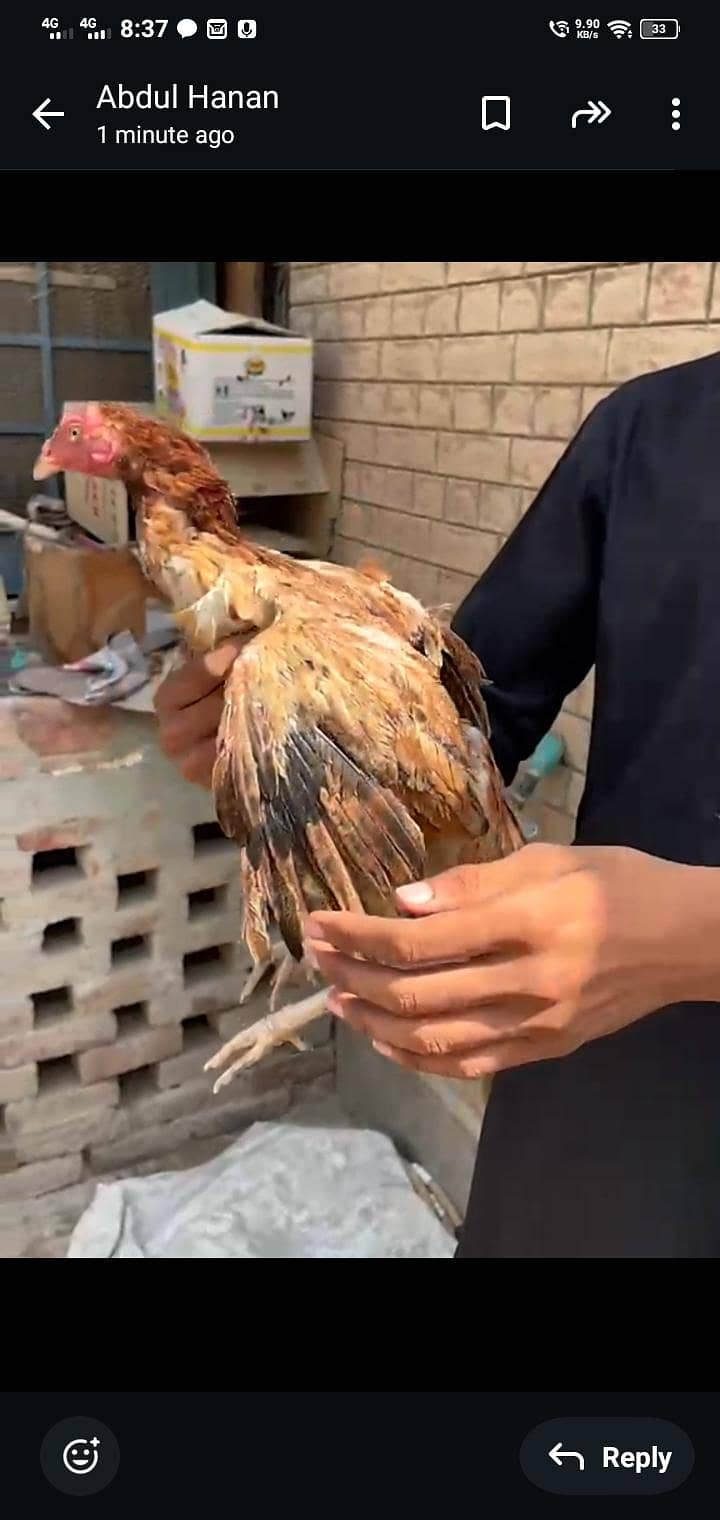 1 chick 2