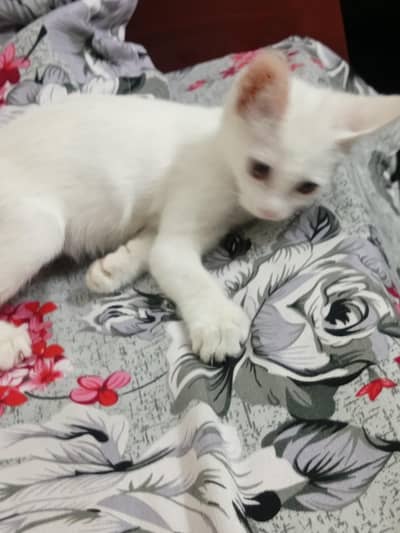 persain cat for sale