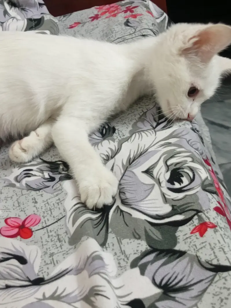persain cat for sale — photo 2