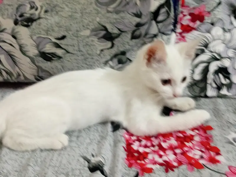 persain cat for sale — photo 3