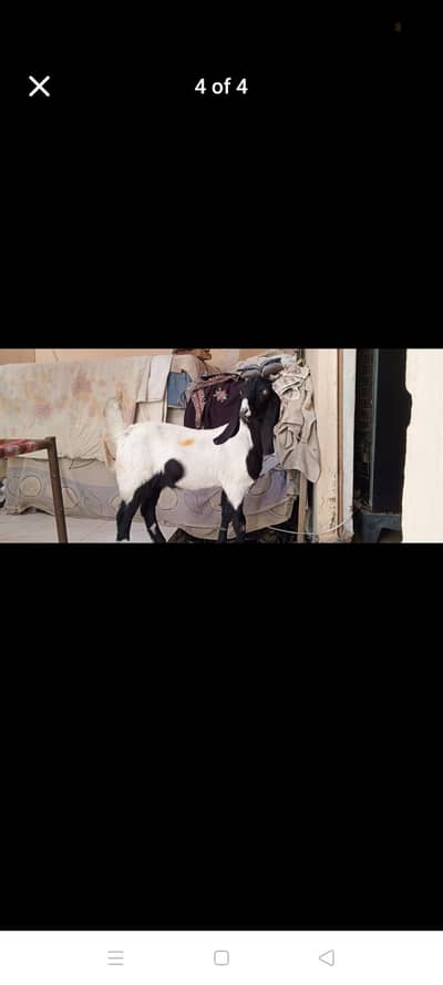 Bakry k Bachy (Bakra)