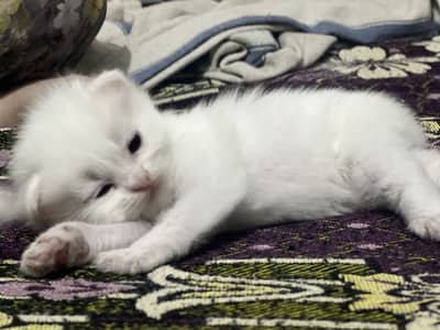Persian cats