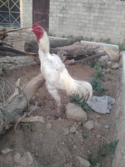 Home breed