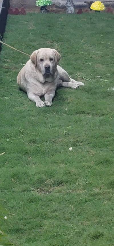 Labrador A Quality Pair