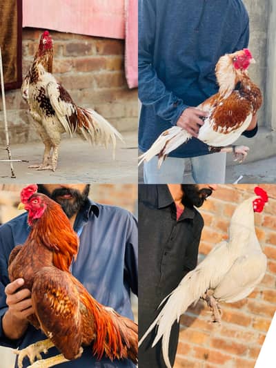 Mery pass 3peely heeea haseel he sary akhty sale krny he mnasib