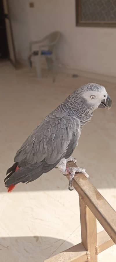 grey parrort female