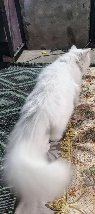 urgent sale Persian pure white colour age 10 month vaccinated