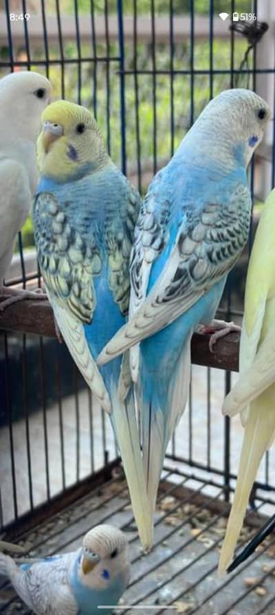 top class female budgie