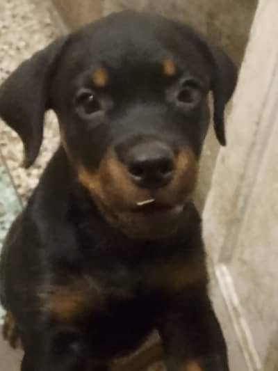 rottweiler puppies