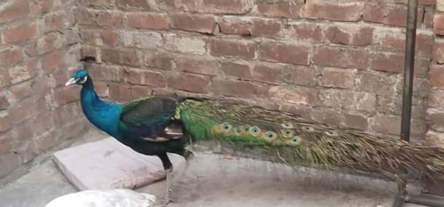 heathy and active peacock  pair