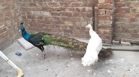 heathy and active peacock  pair
