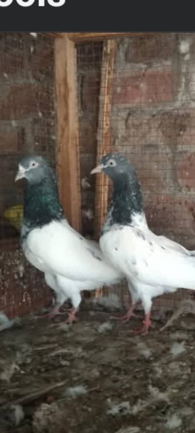 Teddy pegion for sale in lahore