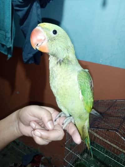 kashmiri parrot