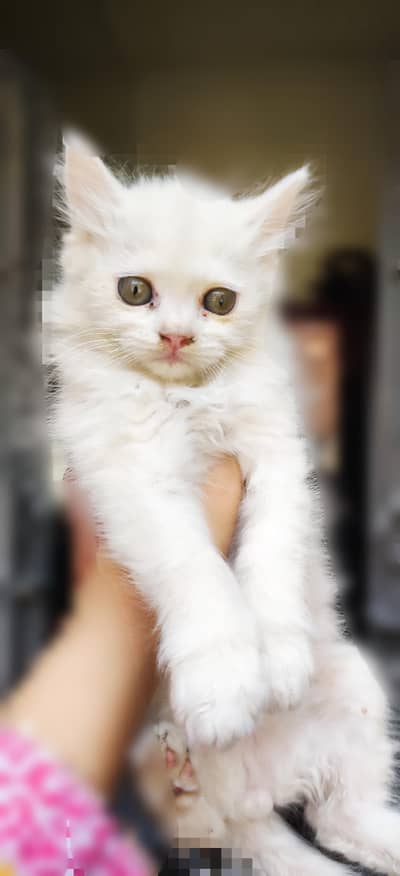 Persian kittens