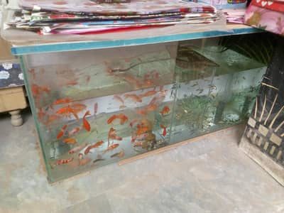 fish aquarium only