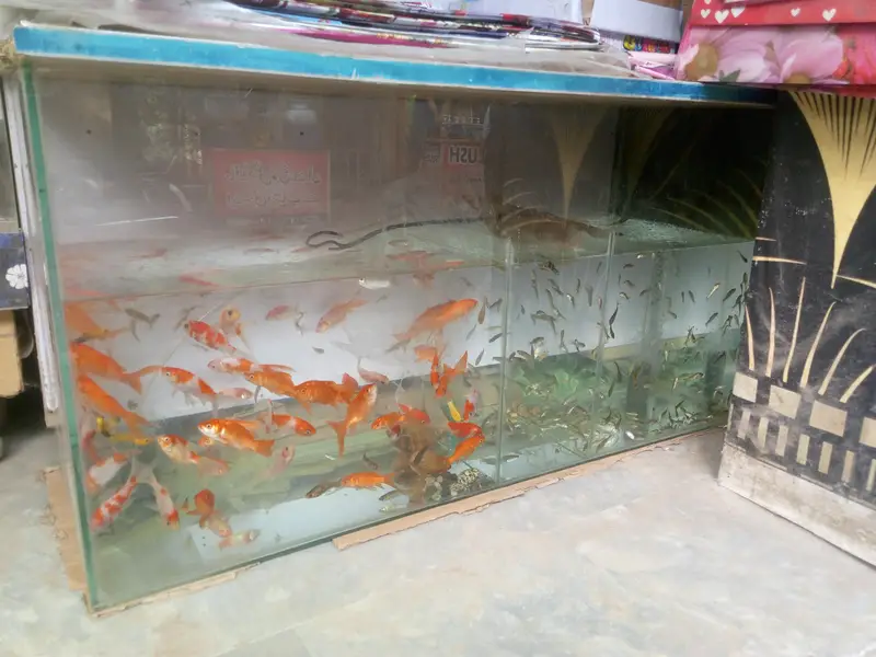 fish aquarium only — photo 2