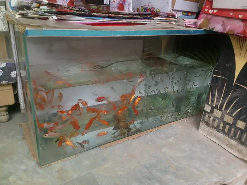fish aquarium only — photo 3