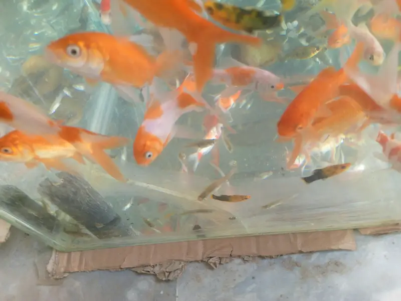 fish aquarium only — photo 4