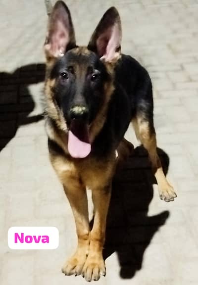 German Shepherd Male Female