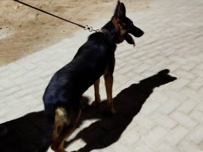 German Shepherd Male Female (Pair)