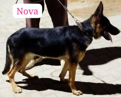 German Shepherd Male Female (Pair)