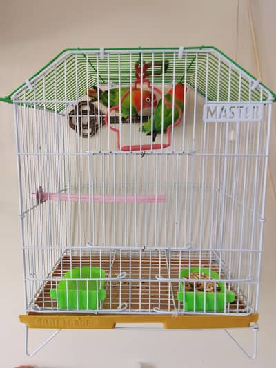 Lovebird pair with chicks and cage available for sale