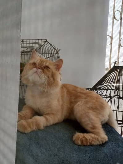 Persian cat