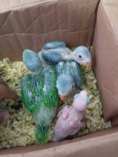 Green Ringneck Chicks