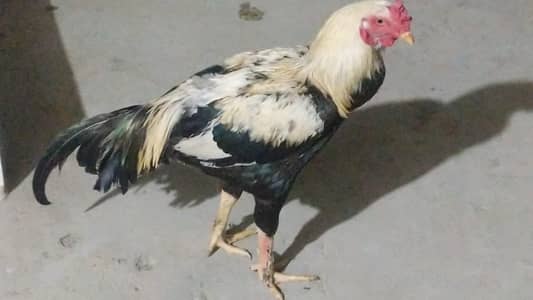 urgent sale