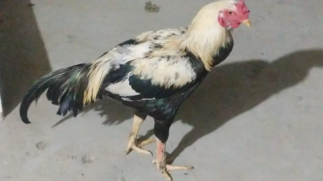 urgent sale